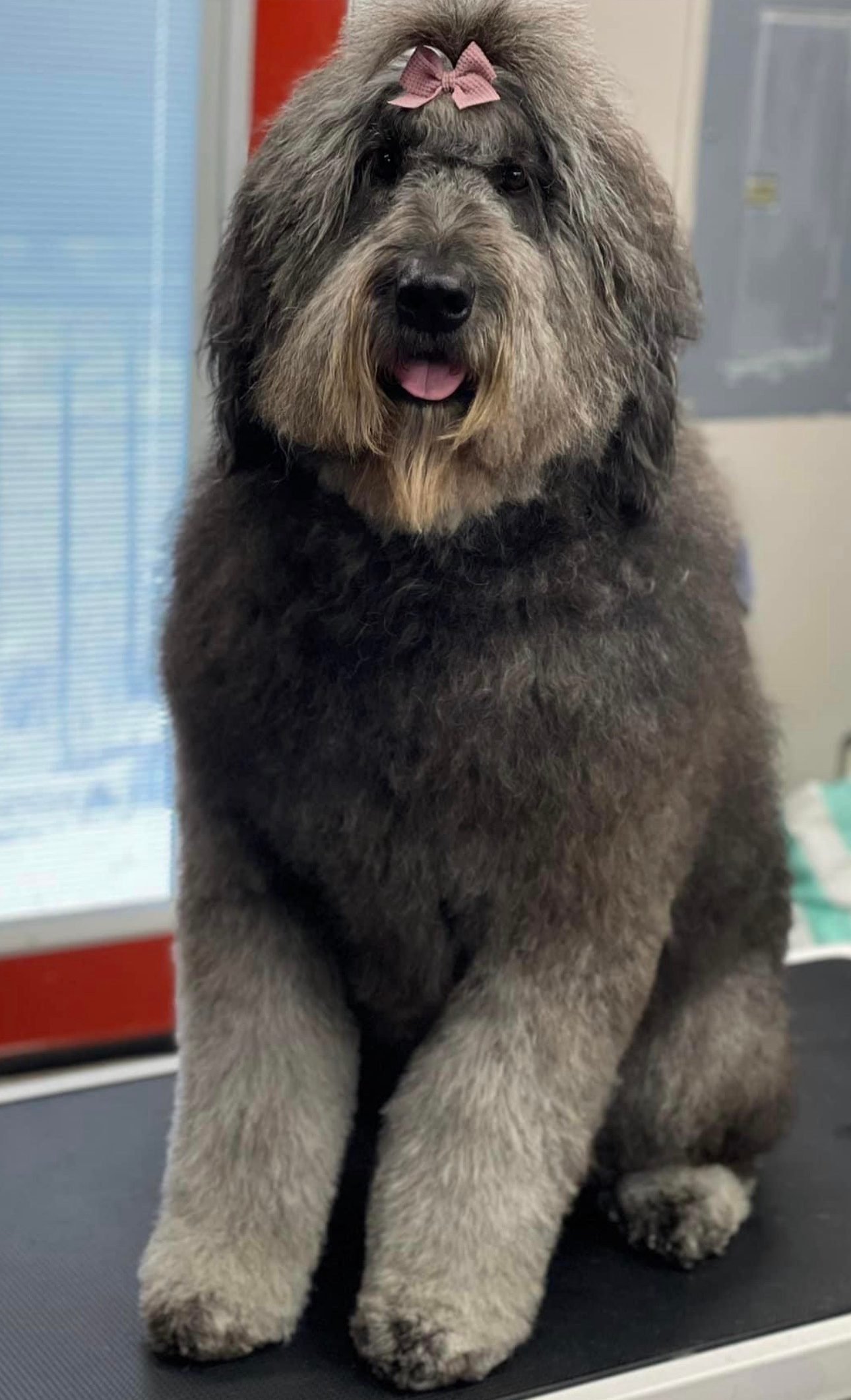 Happy dog and cat groomed at Claws-N-Paws Salem