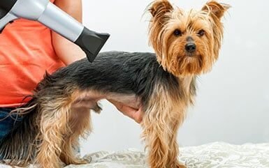 Blow-drying a dog — Claws-N-Paws Salem