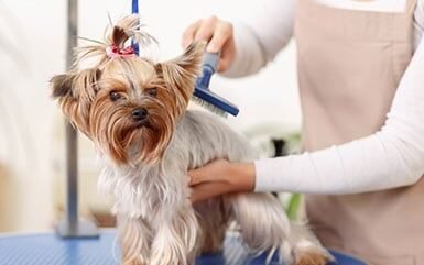 Brushing a dog — Claws-N-Paws Salem
