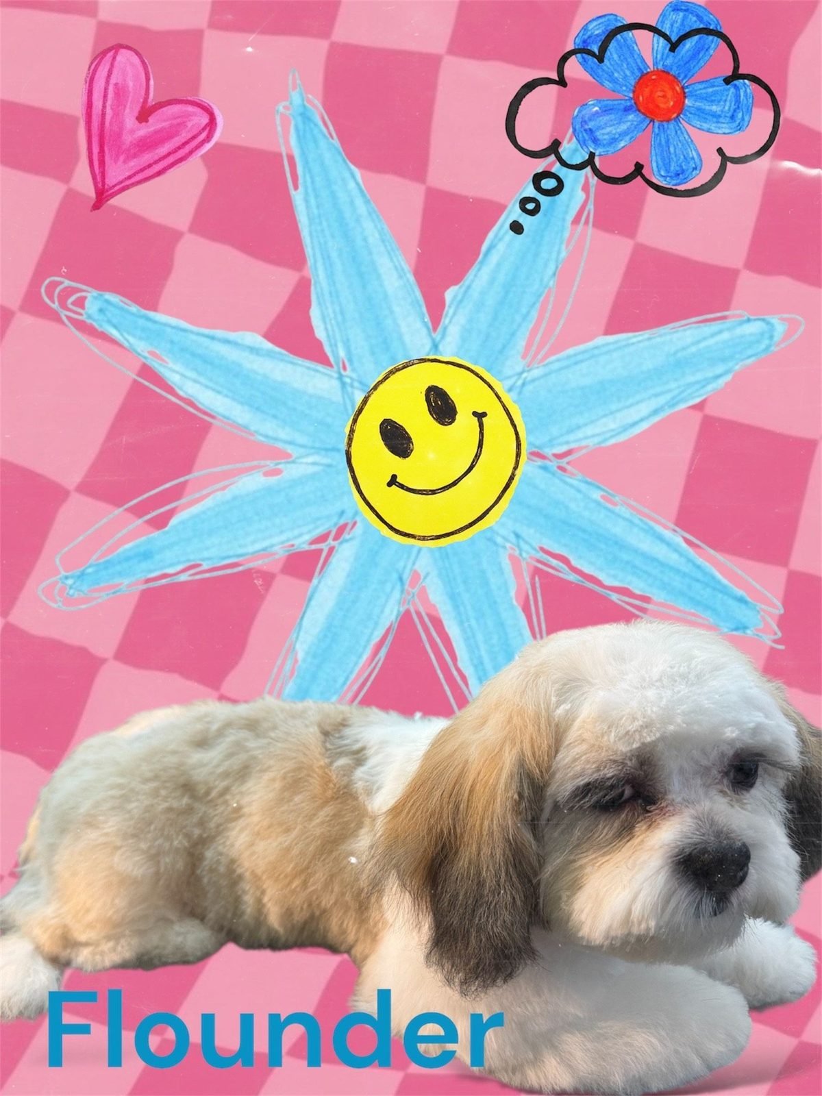 Puppy and kitten — Claws-N-Paws Salem